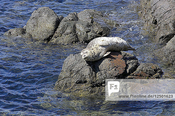 Seelöwenbaby auf dem Felsen von San Juan Island