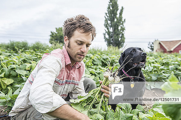 Ein Mann mit seinem Hund bei der Radieschenernte auf einer Bio-Farm im Bundesstaat Washington