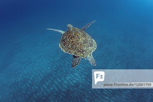 Unterwasserfoto einer Schildkröte