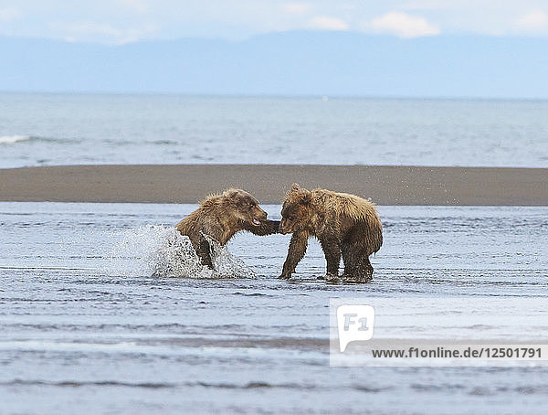 Braunbärenjunge kämpfen im Lake Clark National Park