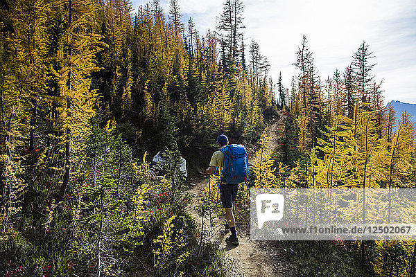 A young man hikes through the colorful larch trees in the Pasayten Wilderness on the Pacific Crest Trail (PCT) in Washington.