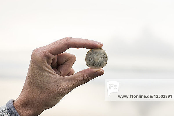 Eine Frau hält einen kleinen Sanddollar zwischen ihren Fingern in Morro Bay  Kalifornien  am 2. März 2014.