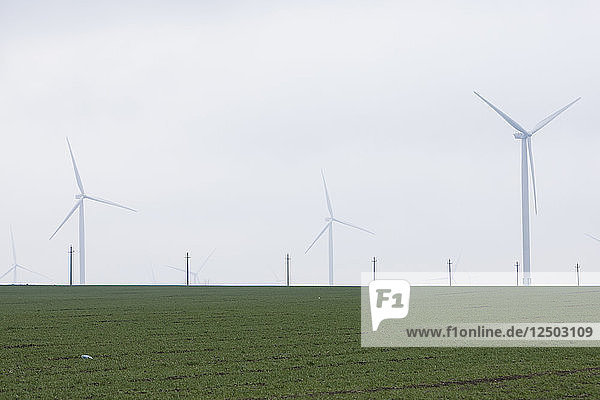 Eine grüne Wiese und die Windturbinen von Europas größtem Windpark  F?¢nt?¢nele-Cogealac im Landkreis Constanta in Rumänien.