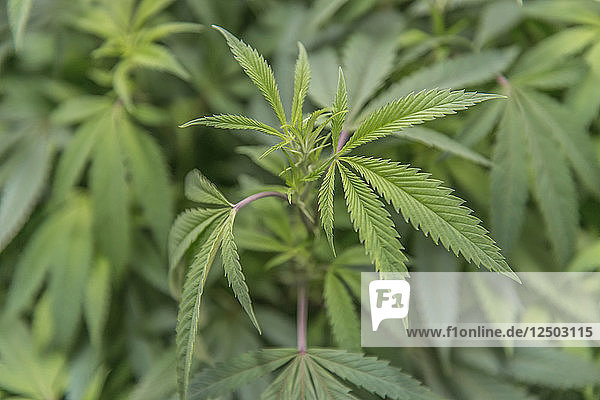 Nahaufnahme von Marajuana-Blättern auf einer Pflanze im Bundesstaat Washington