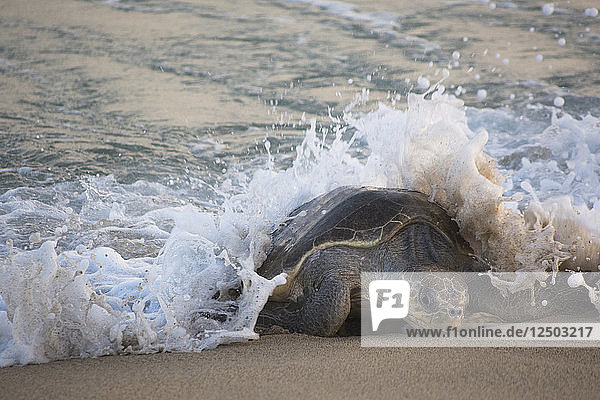 Eine Olive Ridley Meeresschildkröte wird von einer ankommenden Welle in Oaxaca  Mexiko  erfasst.