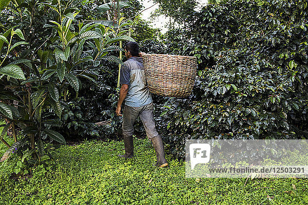 A man carries a basket of freshly harvested coffee beans on a farm in rural Colombia.