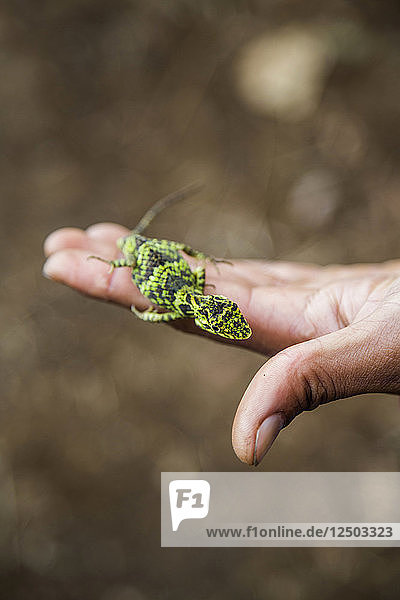 A green and black lizard poses on the fingertips of an outstretched hand. Kerinci Valley  Sumatra  Indonesia