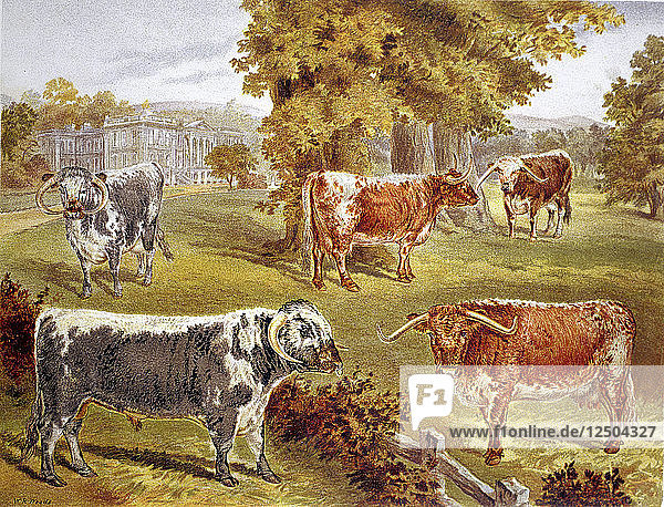 Longhorn-Rinder im Besitz von Sir John Harpur-Crewe  Calke Abbey  1885. Künstler: Unbekannt