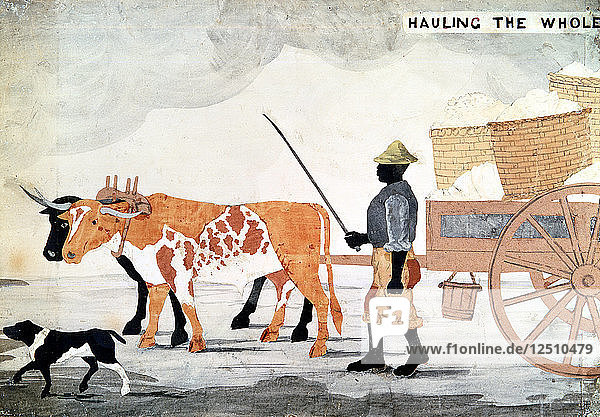 Ein Sklave mit einem Ochsenkarren  der die Baumwollernte der Woche enthält  New Orleans  USA. Künstler: Anon