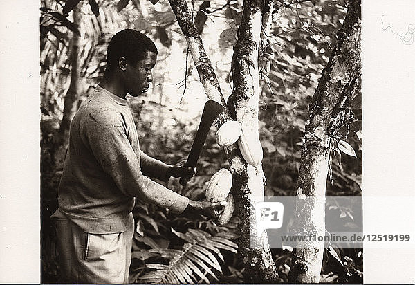 Man harvesting cocoa pods  1974. Artist: Unknown