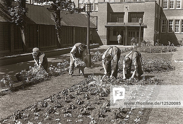 Gärtner bei der Bepflanzung eines Beetes in der Rowntree-Fabrik  York  Yorkshire  1955. Künstler: Unbekannt