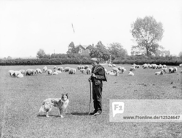 Ein Schafhirte und sein Hund  1901 Künstler: Henry Taunt