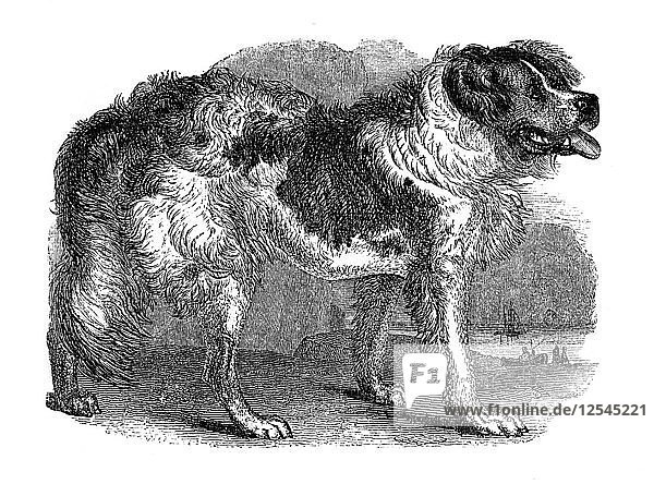 Newfoundland dog  1848. Artist: Unknown