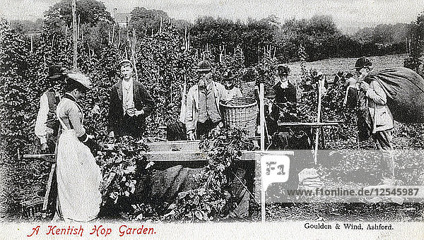 Ein Hopfengarten in Kent  1905  Künstler: Goulden und Wind