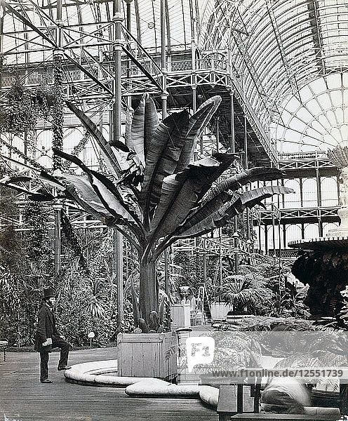 Tropische Pflanzen im Ägyptischen Zimmer  Crystal Palace  Sydenham  London  1854. Künstler: Philip Henry Delamotte