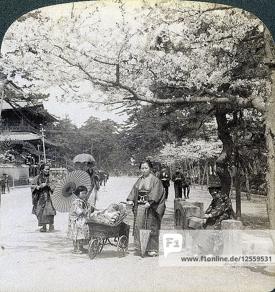 Unter den Kirschblüten  Blick nach Nordosten entlang der Hauptallee des Shiba-Parks  Tokio  Japan  1904Artist: Underwood & Underwood