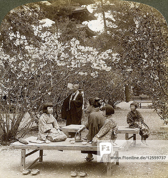 Eine Familie genießt ein Picknick unter den Kirschblüten  Omuro Gosho  Kyoto  Japan  1904.Künstler: Underwood & Underwood