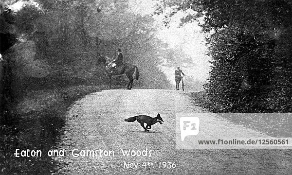 Fuchs läuft über die Straße  Eaton and Gamston Woods  in der Nähe von Retford  Nottinghamshire  1936. Künstler: Unbekannt