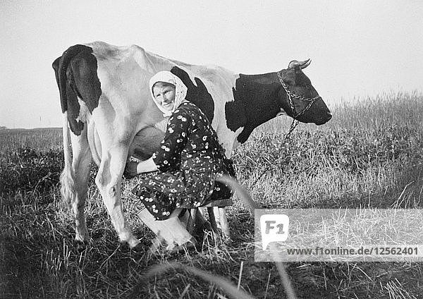 A woman milking a cow  near Landskrona  Sweden. Artist: Unknown