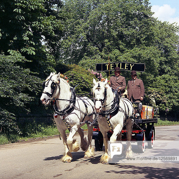 Tetley Shire Pferde  Roundhay Park  Leeds  West Yorkshire  1968. Künstler: Michael Walters