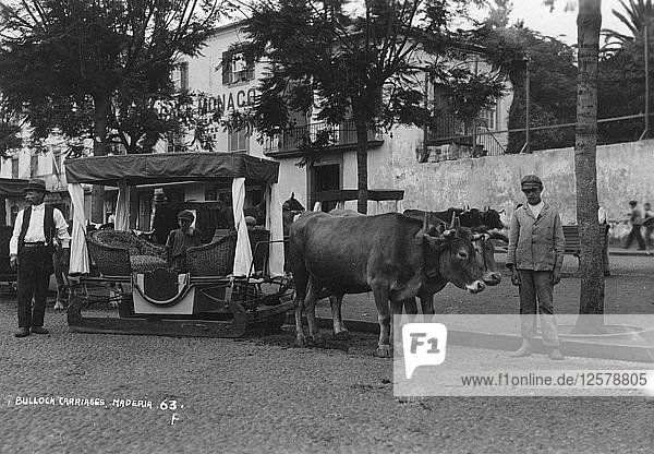 Ochsenkarren  Madeira  Portugal  ca. 1920-c1930er Jahre(?). Künstler: Unbekannt