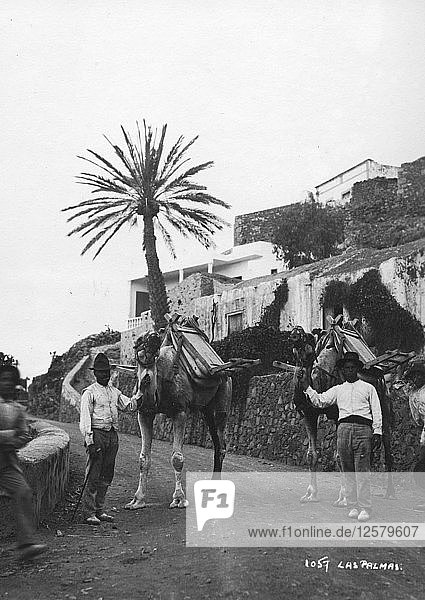 Men with camels  Las Palmas  Gran Canaria  Canary Islands  Spain  c1920s-c1930s(?). Artist: Unknown