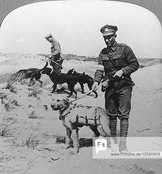 Erste-Hilfe-Hunde  Erster Weltkrieg  ca. 1914-c1918. Künstler: Realistic Travels Verlag