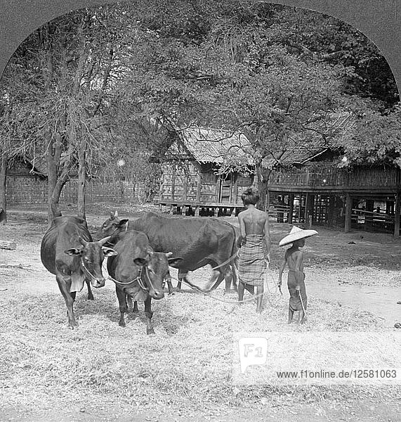 Dreschen von Reis  Amarapura  Birma  1908. Künstler: Stereo Travel Co