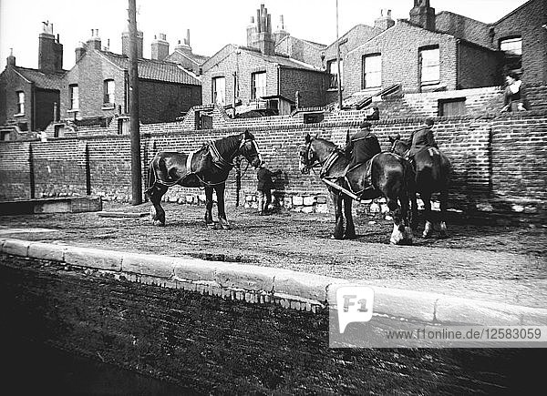 Horses used for towing resting by the side of a canal  London  c1905. Artist: Unknown
