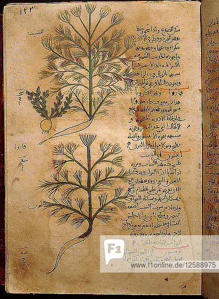 Folio 37r der arabischen Ausgabe von Dioskurides De Materia Medica.