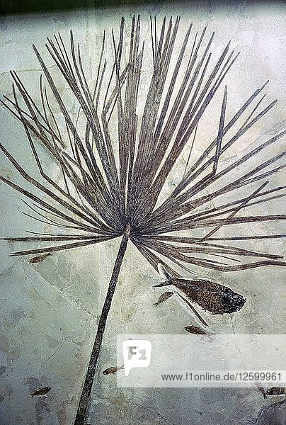 Fossile Palme und Fische. Künstler: Unbekannt