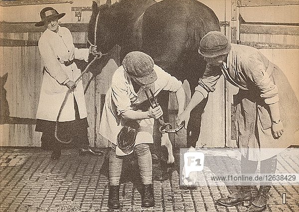 Frauen als Hufschmiedinnen im Pferdekrankenhaus eines großen Fuhrunternehmens  um 1916  (1935). Künstler: Unbekannt.