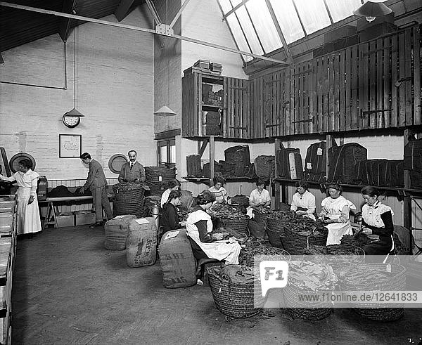 Blattpflücken in der Teofani-Tabakfabrik  Chryssel Road  Brixton  London  1916. Künstler: H. Bedford Lemere.
