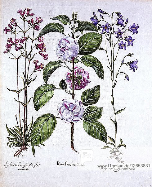 Double Flowered Apple  German Catch-Fly and a Bellflower  from Hortus Eystettensis  by Basil Besle