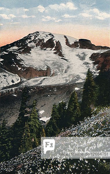 Lawinenlilien  die auf dem Mount Rainier wachsen  um 1916. Künstler: Asahel Curtis.