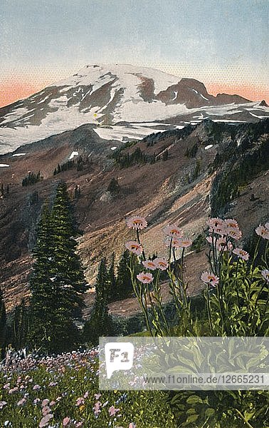 Lila Astern im Mount Rainier National Park  um 1916. Künstler: Asahel Curtis.