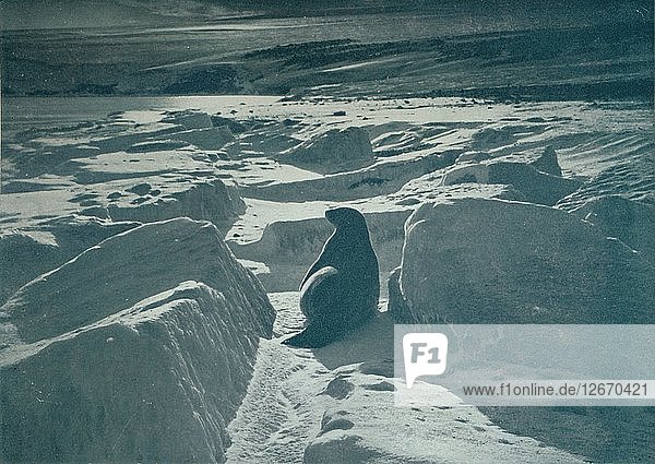 Eine Weddellrobbe am Strand  um 1911  (1913). Künstler: Herbert Ponting.