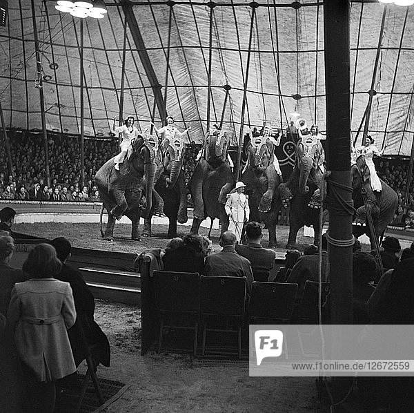 Elefantenvorführung des Bertram Mills Circus  Norwich  Norfolk  1948. Künstler: Hallam Ashley.