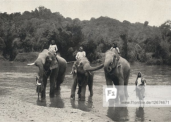 Elefanten im Bade (Mahaaliganga)  1926. Artist: Unknown.