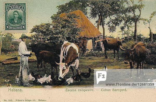 Habana. Escena campestre - Cuban Barnyard  c1910. Artist: Unknown.