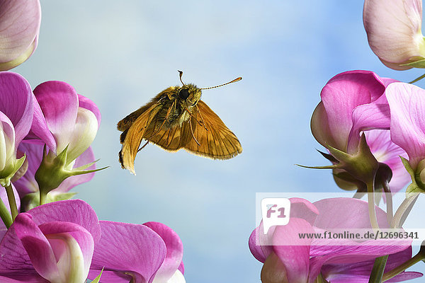 Großer Skipper  Ochlodes sylvanus