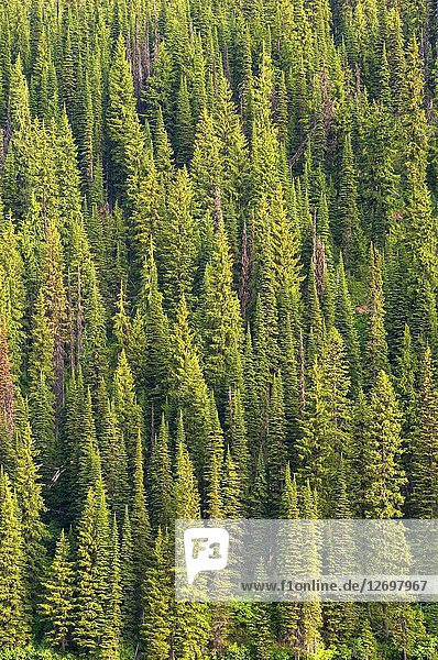 Forest slope by Cliff Lake  Lolo National Forest  Montana.
