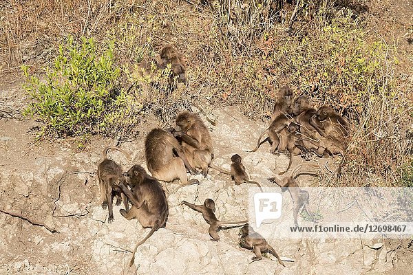 Africa  Ethiopia  Rift Valley  Debre Libanos  Gelada or Gelada baboon (Theropithecus gelada)  group of females with youngs and male near the cliff where they spend the night.