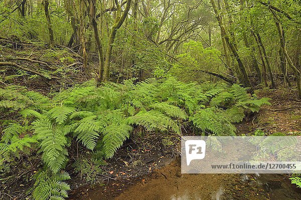 Laurisilva (Laurel forest) in Garajonay National Park  Gomera  Canary islands. Spain