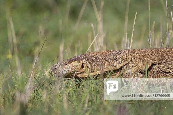 Monitor lizards (genus Varanus)  Kalahari desert  Kgalagadi Transfrontier Park  South Africa.