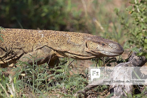 Monitor lizards (genus Varanus)  Kalahari desert  Kgalagadi Transfrontier Park  South Africa.