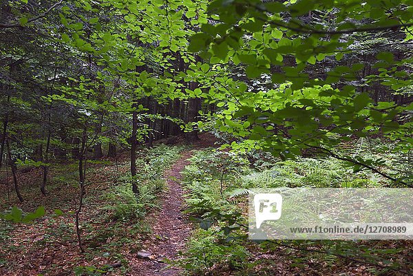 Forest path near Iwkowa village  Brzesko county  Malopolska Province (Lesser Poland)  Poland  Central Europe.