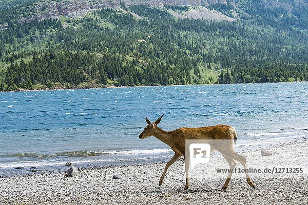 A deer in Waterton Lakes National Park  southern Alberta  Canada.