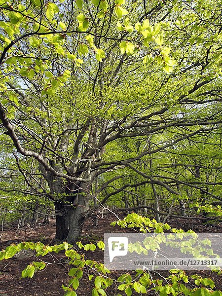 Beech tree (Fagus sylvatica) at Viladrau village countryside. Spring time at Montseny Natural Park. Barcelona province  Catalonia  Spain.