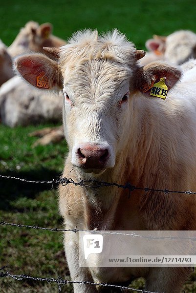 Cows of Charolaise race on pasture  Montaiguët-en-Forez  Allier department  Auvergne-Rhône-Alpes region  central France  Europe